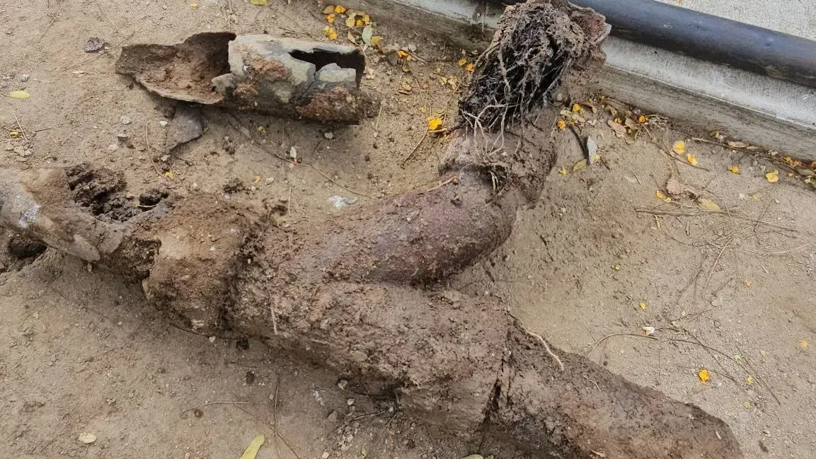An excavated section of old sewer pipe caked in dirt, with tree roots grown through a joint
